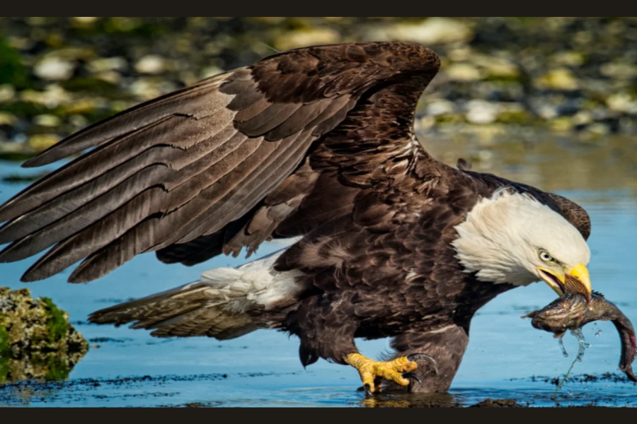 The Meaningful Significance of the Hancock Bird Meaning